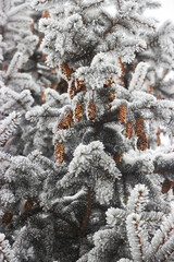 background of spruce with cones covered with snow and frost
