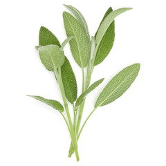 Sage herb leaves  bouquet isolated on white background cutout. Top view.