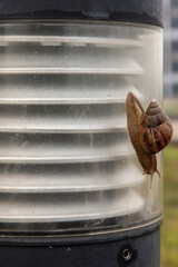 A dark achatina snail with a brown striped shell crawling down from the lamp post. The concept runs slowly, Copy space, Selective focus.