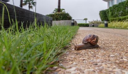 Dark achatina snail with a brown striped shell crawling towards green grass. The concept runs slowly, Selective focus.