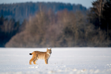 Eurasian wild cat in wild nature habitat, Czech, Europe. Lynx lynx.
