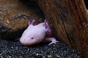 Axolotl