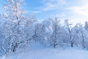 Snowy winter, frost and white snow. Trees, pines and birches are covered with snow caps. Cold, blue, northern sky.
