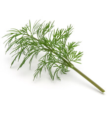 Close up shot of branch of fresh green dill herb leaves isolated on white background