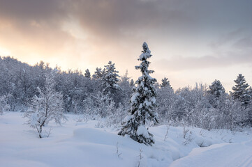 Snowy winter, frost and white snow. Trees, pines and birches are covered with snow caps. Cold, blue, northern sky.
