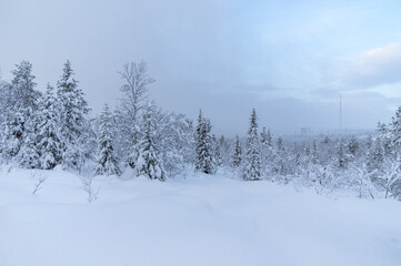 Snowy winter, frost and white snow. Trees, pines and birches are covered with snow caps. Cold, blue, northern sky.
