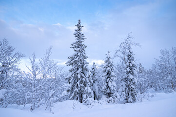Snowy winter, frost and white snow. Trees, pines and birches are covered with snow caps. Cold, blue, northern sky.
