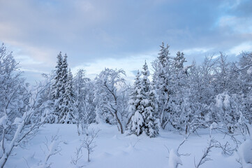 Snowy winter, frost and white snow. Trees, pines and birches are covered with snow caps. Cold, blue, northern sky.
