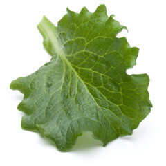 Close up studio shot of fresh green endive salad leaf isolated on white background.