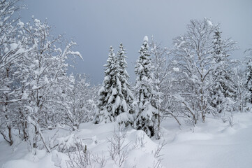 Snowy winter, frost and white snow. Trees, pines and birches are covered with snow caps. Cold, blue, northern sky.
