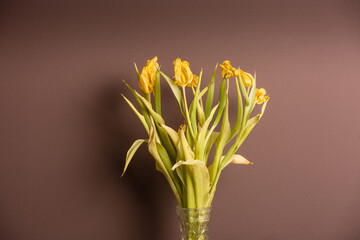Wilted bouquet of tulips