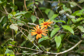 Disparo de enfoque selectivo de flores de ligularia dentata