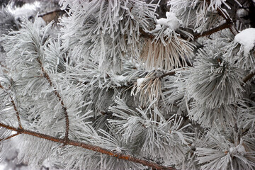 close up of pine tree needles and branches covered with hoarfrost