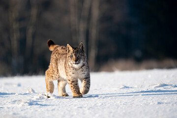 Eurasian wild cat in wild nature habitat, Czech, Europe. Lynx lynx.