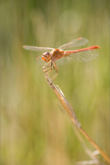 dragonfly on a branch