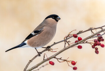 Eurasian bullfinch female ( Pyrrhula pyrrhula )