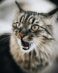 Katze schaut erschrocken.