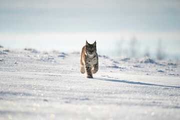 Eurasian wild cat in wild nature habitat, Czech, Europe. Lynx lynx.