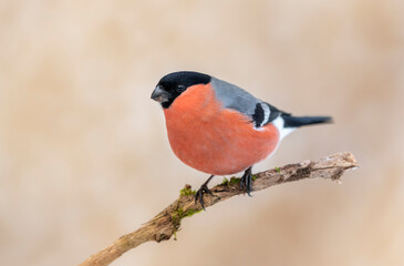 Eurasian bullfinch male ( Pyrrhula pyrrhula )