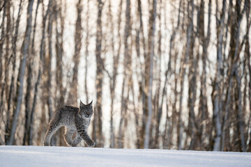 Eurasian wild cat in wild nature habitat, Czech, Europe. Lynx lynx. © Ondrej