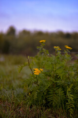 Tanacetum vulgare medicinal wild plant. yellow flower with therapeutic effects in a foggy day