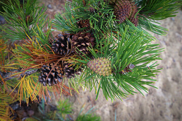 Fototapeta premium Closeup of pine cones on branches with orange needles
