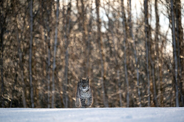 Eurasian wild cat in wild nature habitat, Czech, Europe. Lynx lynx.