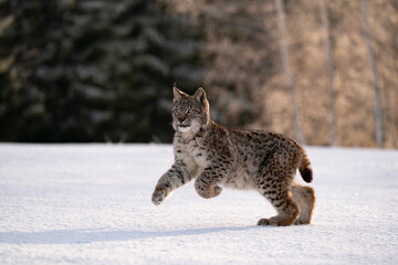 Eurasian wild cat in wild nature habitat, Czech, Europe. Lynx lynx. © Ondrej