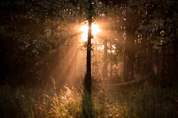 sunbeams through the fog in the forest. the silhouette of the tree trunk in the morning at sunrise