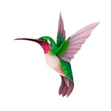 Hummingbirds isolated. Trendy vector print