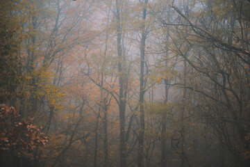 a cloudy day in the magical forest during autumn season with fog and colorful leaves