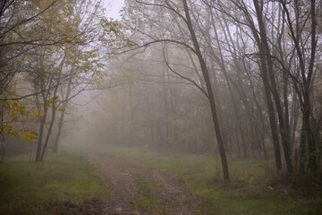Fototapeta na wymiar a road that leads into the fog through the forest in the fall season. autumn landscape in the wild
