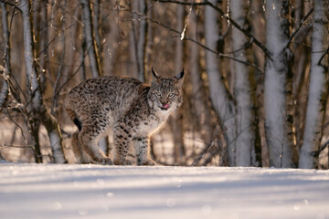 Eurasian wild cat in wild nature habitat, Czech, Europe. Lynx lynx.