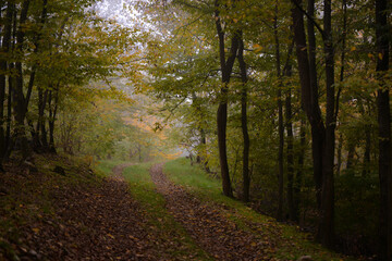 a road that leads into the fog through the forest in the fall season. autumn landscape in the wild