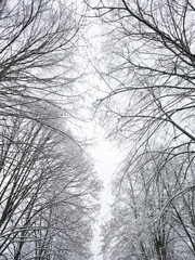 Snow-covered trees with cloudy sky at background. Snowy winter in a city park.