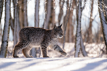 Eurasian wild cat in wild nature habitat, Czech, Europe. Lynx lynx.