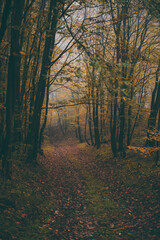 a road that leads into the fog through the forest in the fall season. autumn landscape in the wild