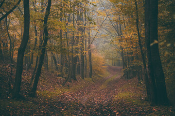 a road that leads into the fog through the forest in the fall season. autumn landscape in the wild