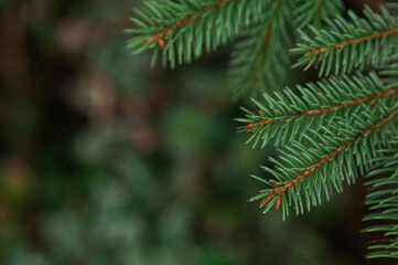 spruce branch close-up on blurry background of spruce