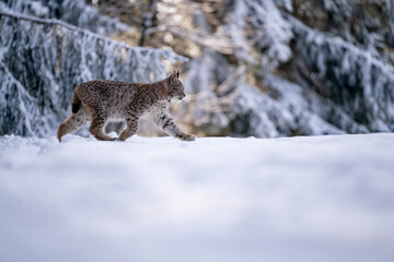 Eurasian wild cat in wild nature habitat, Czech, Europe. Lynx lynx.