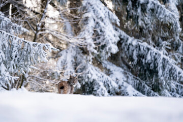 Eurasian wild cat in wild nature habitat, Czech, Europe. Lynx lynx. © Ondrej
