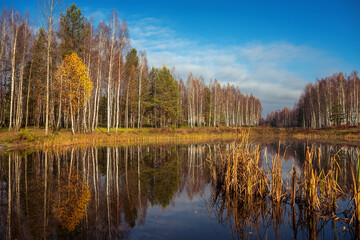 Fototapeta premium Autumn forest lake near golf field in Belarus Minsk region