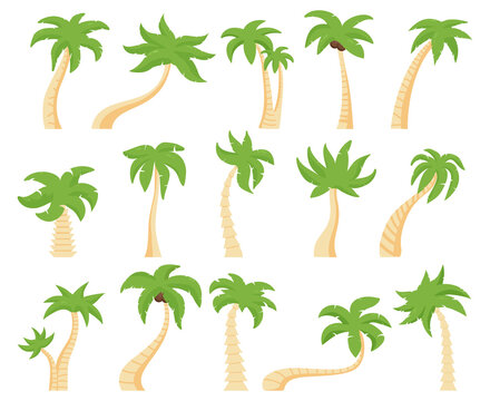 Tropical palms. Green floral palm tree, exotic coconut palm. Exotic hawaiian green palm tree isolated vector illustration set. Tree palm floral, summer exotic tropical plant