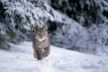 Eurasian wild cat in wild nature habitat, Czech, Europe. Lynx lynx.