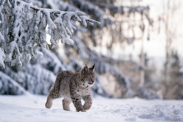 Eurasian wild cat in wild nature habitat, Czech, Europe. Lynx lynx.