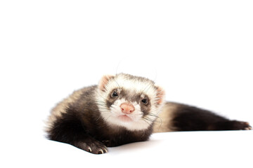 Fototapeta na wymiar young polecat isolated over white background