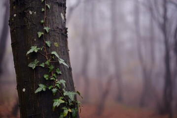 ivy leave on tree trunk in the forest in a foggy day. Hedera helix plant in the wood