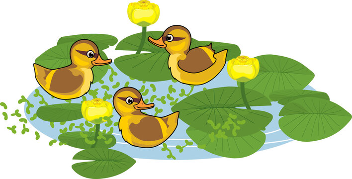Cartoon yellow mallards or wild ducks (Anas platyrhynchos) ducklings afloat and flowering yellow water-lily plants with green leaves