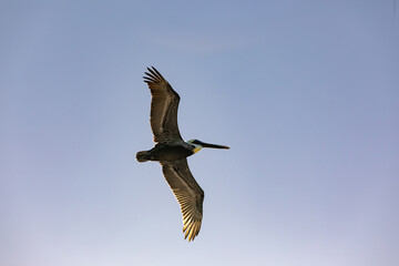 Birds in the Tropics