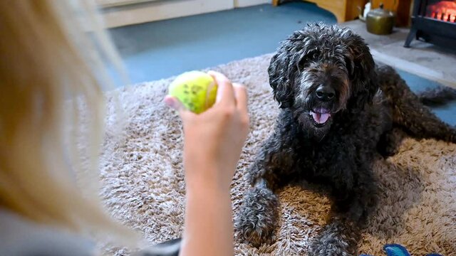 SLOW MOTION PUSH IN as a scruffy black labradoodle fails to catch a tennis ball that bounces off its nose